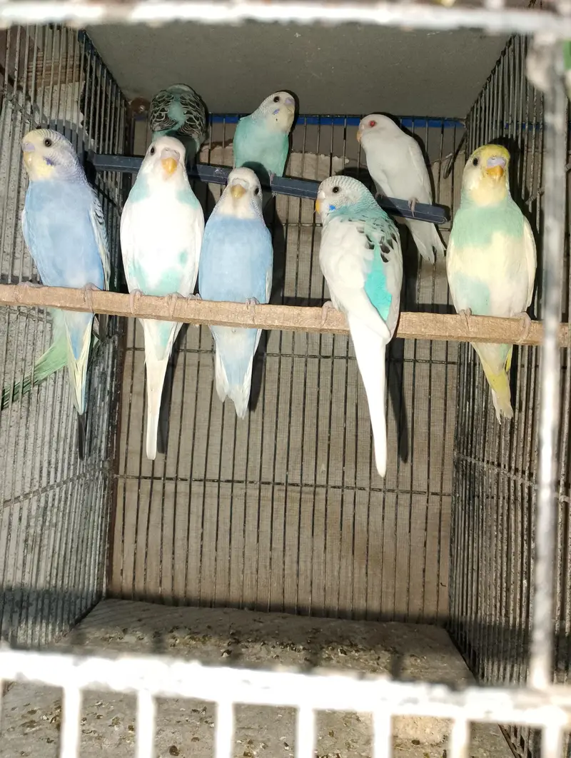 Budgies Phatty for sale — photo 3