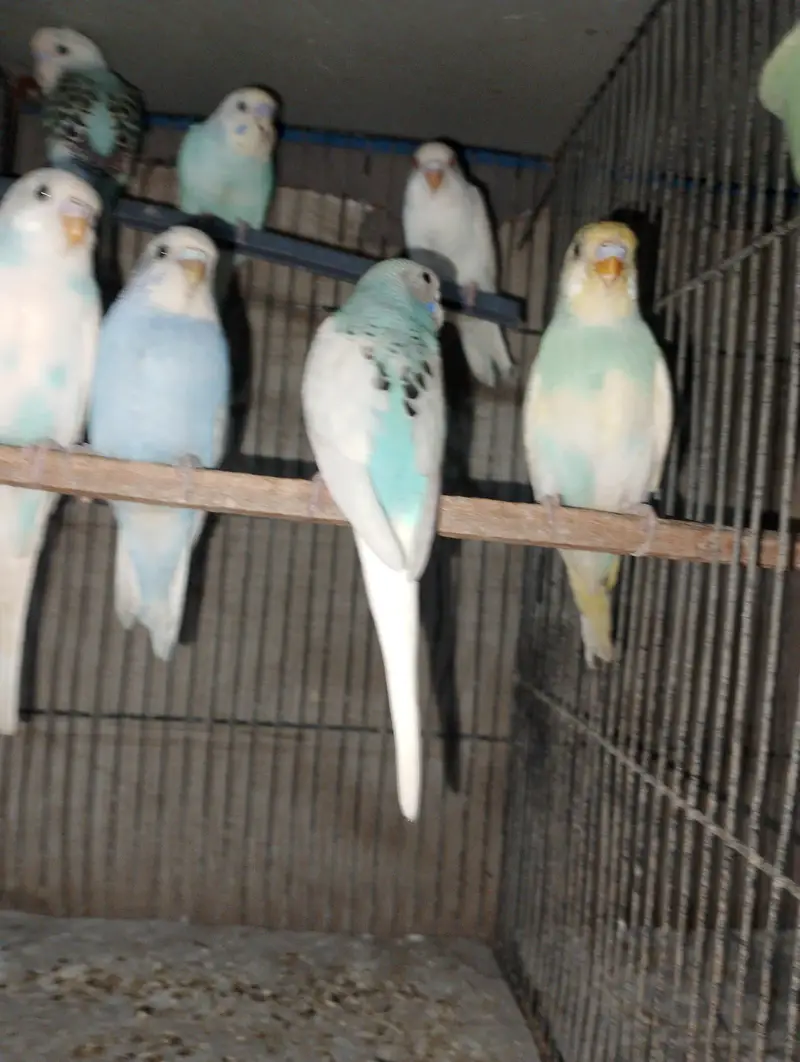 Budgies Phatty for sale — photo 4