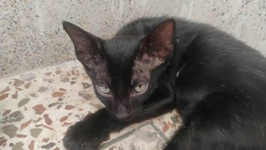 3 cats available for adoption