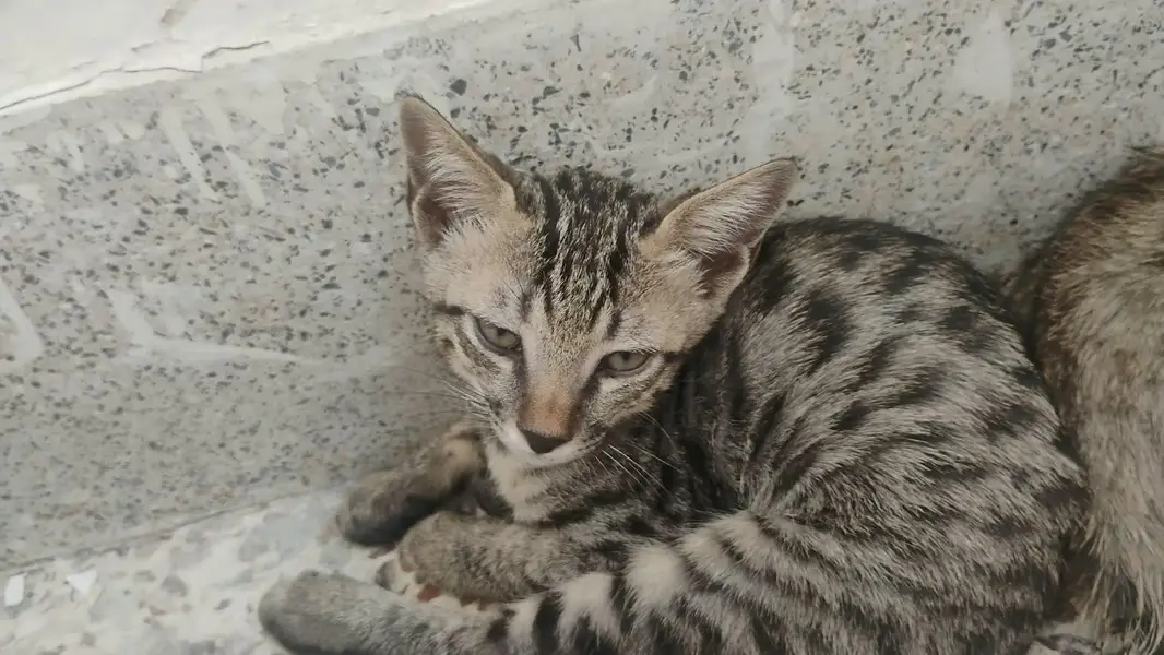 3 cats available for adoption — photo 2