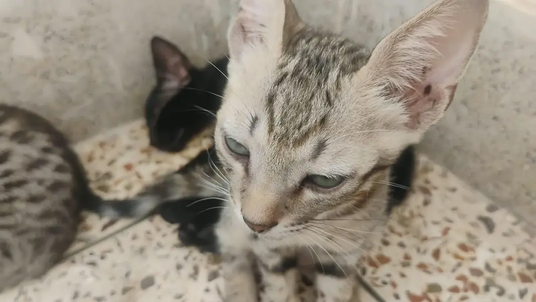 3 cats available for adoption — photo 3
