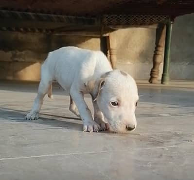 gultair male puppy