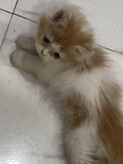 2 months old cute Persian punch face kitten