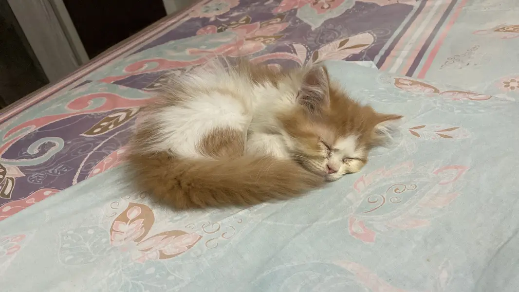 2 months old cute Persian punch face kitten — photo 2
