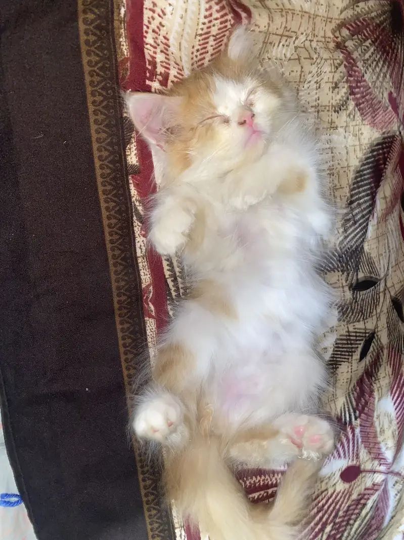 2 months old cute Persian punch face kitten — photo 3