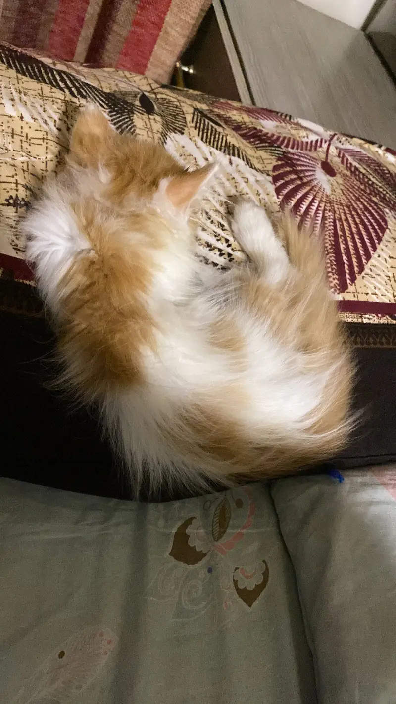2 months old cute Persian punch face kitten — photo 4