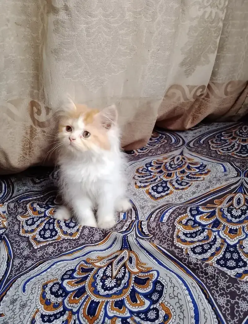 2 months old cute Persian punch face kitten — photo 5