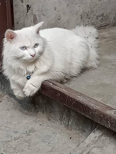 Doll Face Persian male cat
