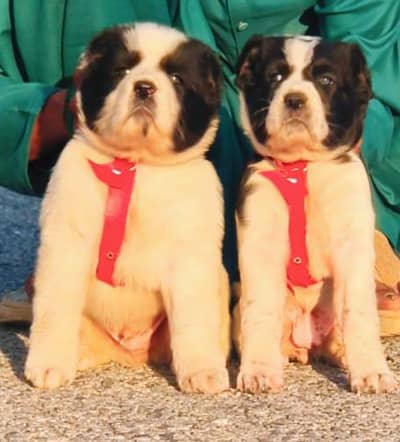 Afghani Kuchi dog piar for sale full security dog