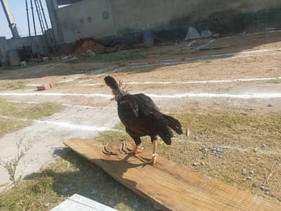 vvv good condition