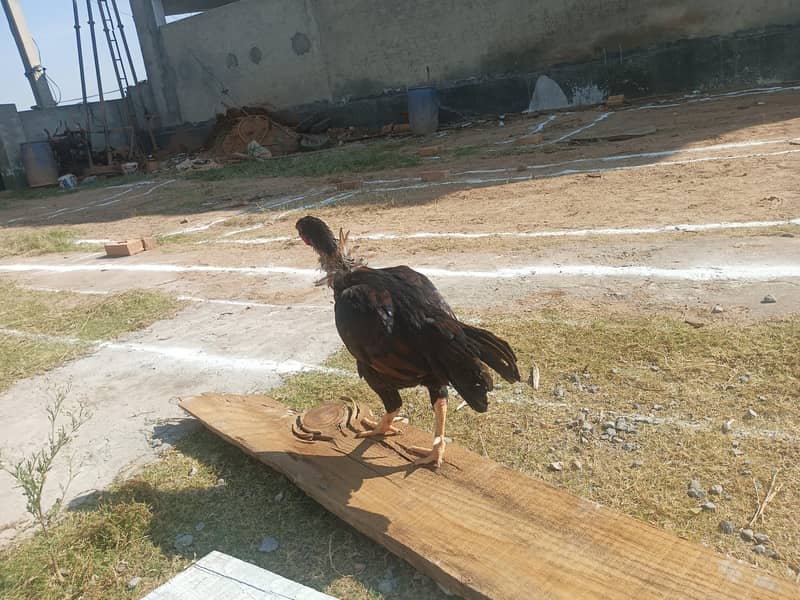 vvv good condition 0