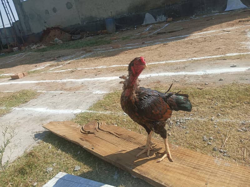 vvv good condition 2
