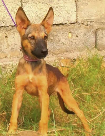 Alsatian bagiyadi full security dog female for sale