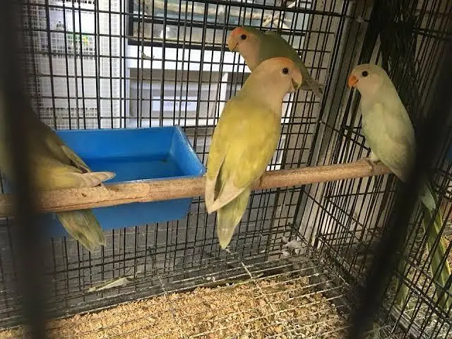 cheery & blue fishery love Birds — photo 2