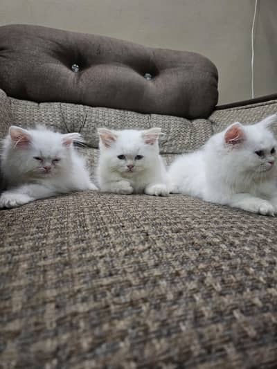 male female both available