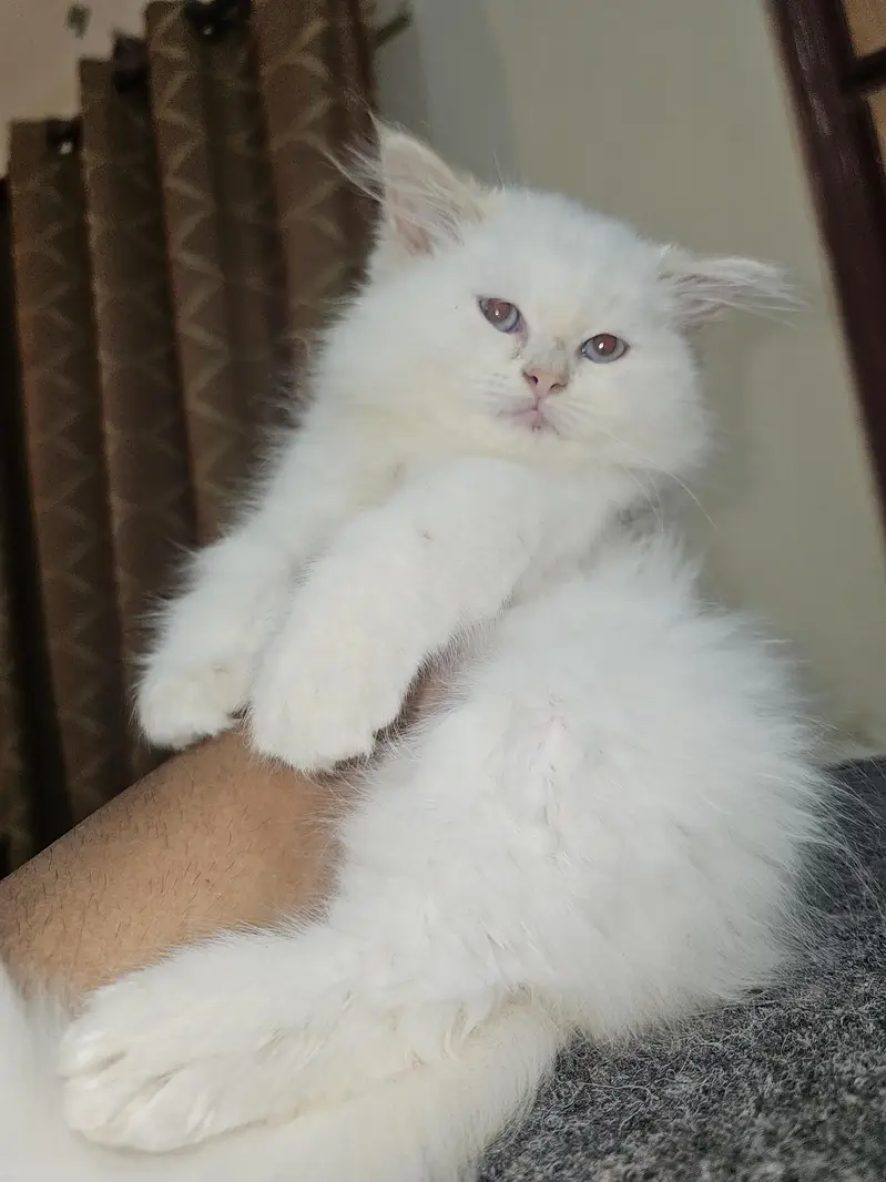 male female both available — photo 4