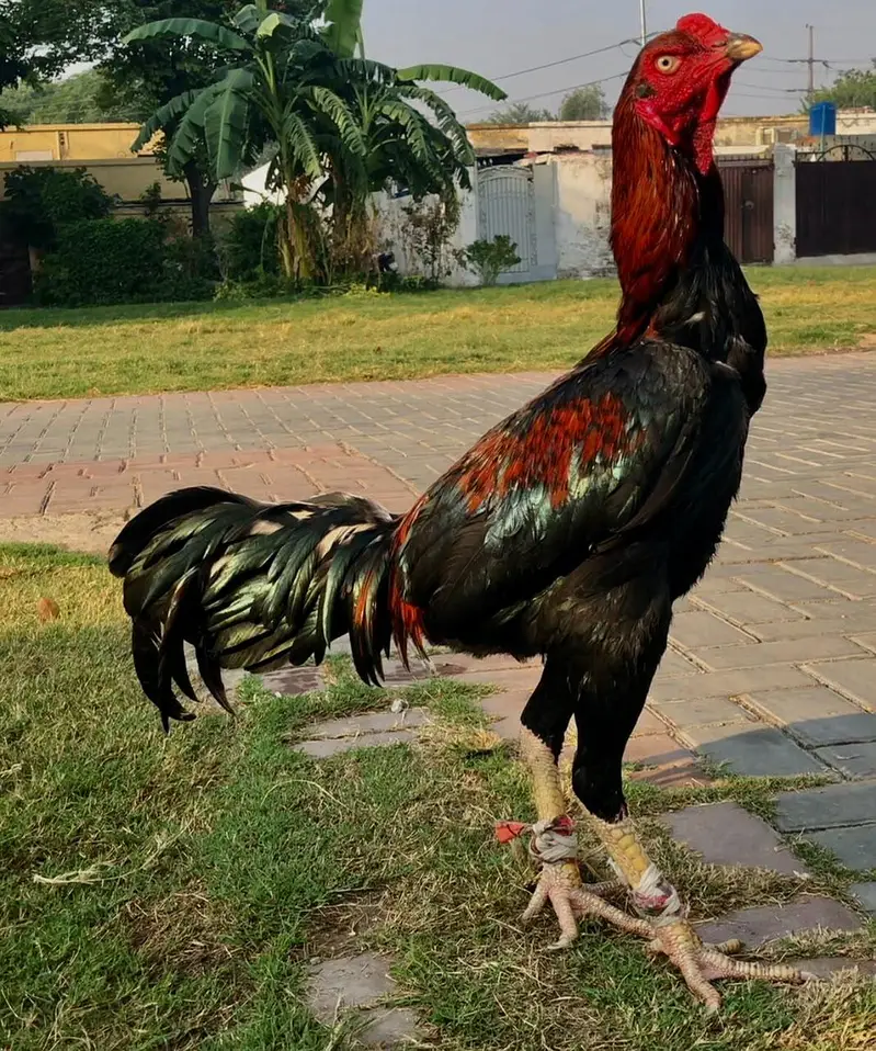 Turkish hint/thai — photo 3