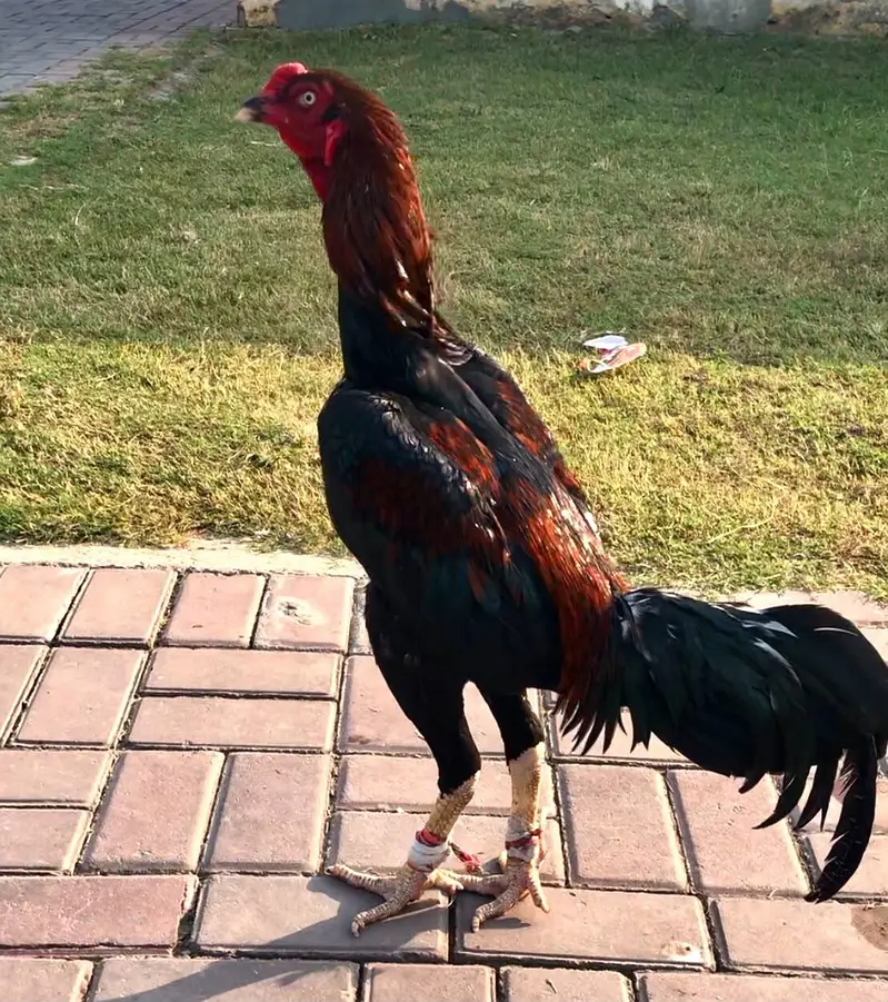 Turkish hint/thai — photo 4