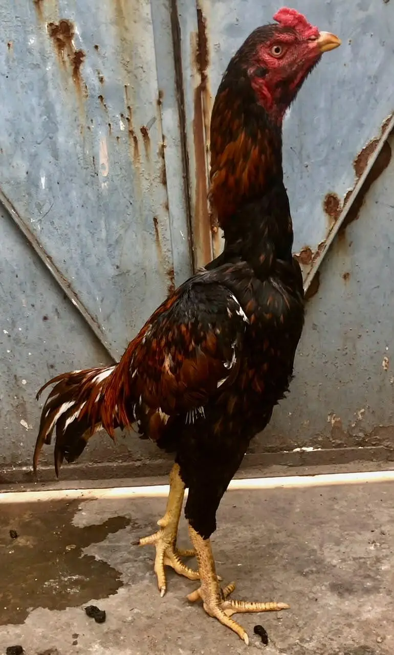 Turkish hint/thai — photo 11
