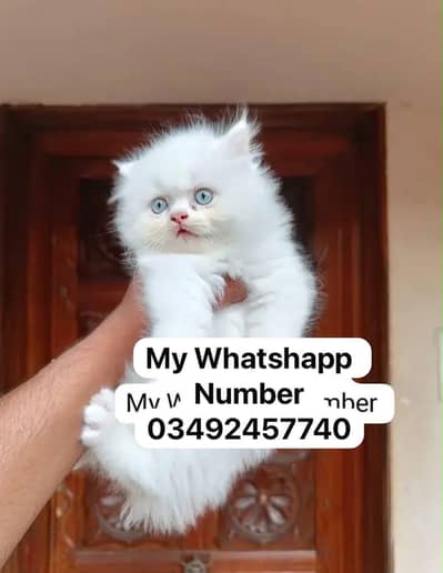 Persian cat for sale
