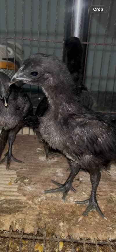 Panas pakoye x dragon panas chicks