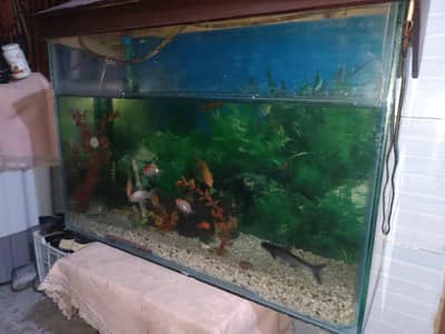 Used Medium Size Glass Fish Aquarium for Sale
