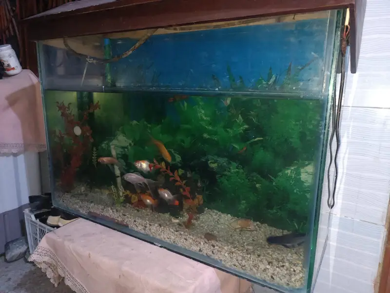 Used Medium Size Glass Fish Aquarium for Sale — photo 2