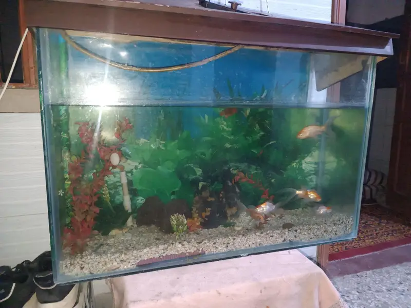 Used Medium Size Glass Fish Aquarium for Sale — photo 3
