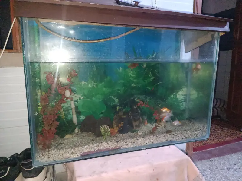 Used Medium Size Glass Fish Aquarium for Sale — photo 4