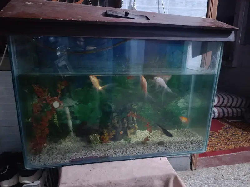 Used Medium Size Glass Fish Aquarium for Sale — photo 5
