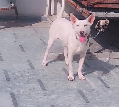 gultir male for sale exchange russain dog
