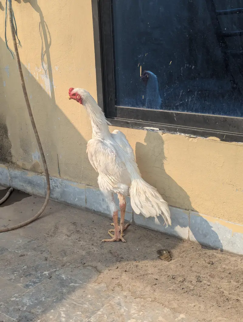 White Shamo Male Available for sale. . . Urgent — photo 2