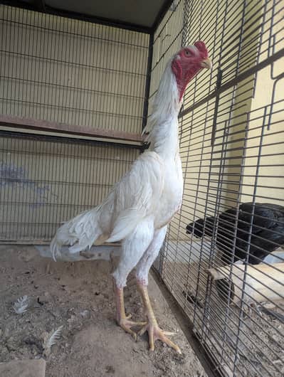 White Shamo Male Available for sale. . . Urgent