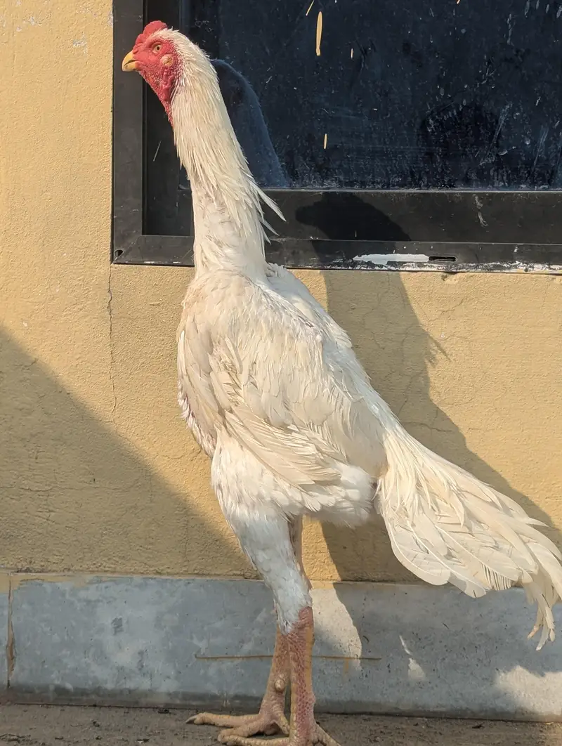 White Shamo Male Available for sale. . . Urgent — photo 3