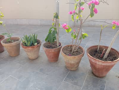 Home Plants