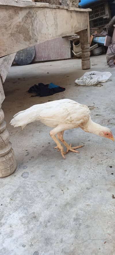 Aseel hen & hoster birds available!