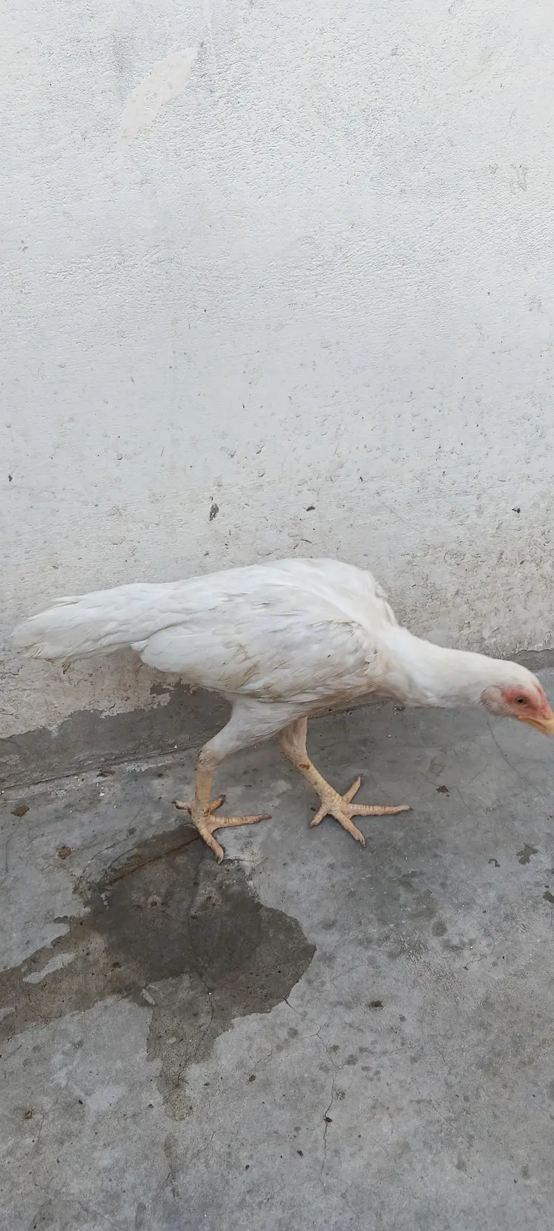 Aseel hen & hoster birds available! — photo 2