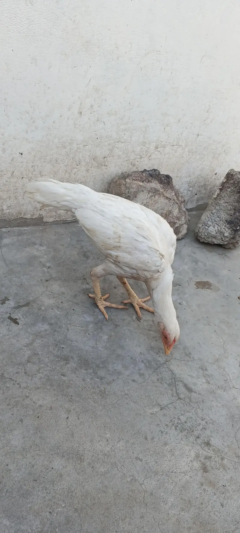 Aseel hen & hoster birds available! — photo 3