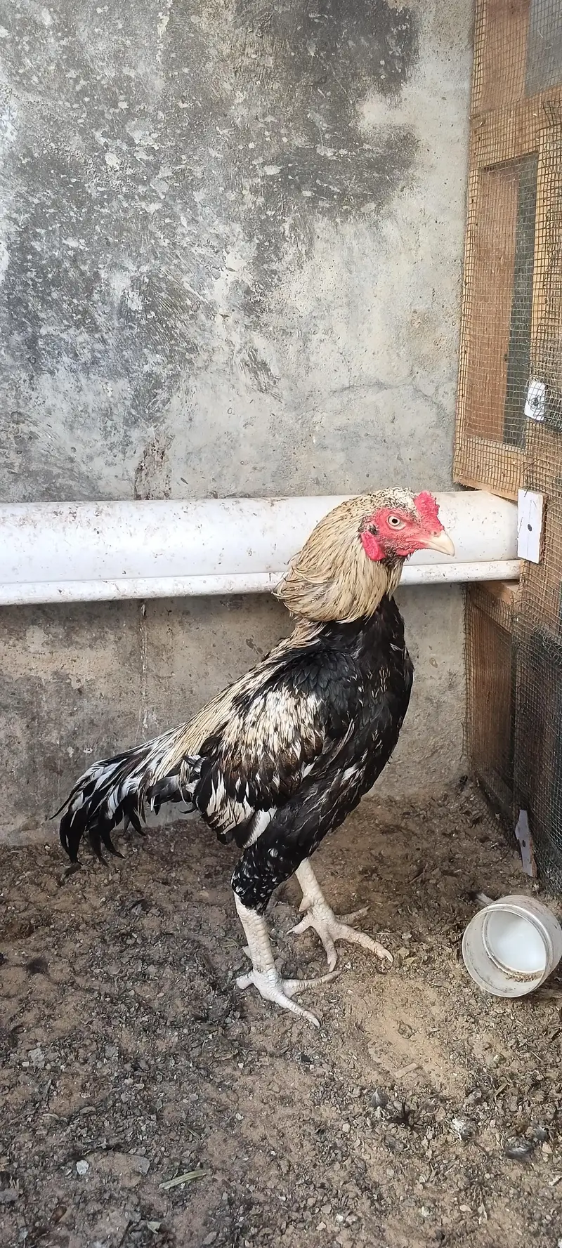 Aseel hen & hoster birds available! — photo 4