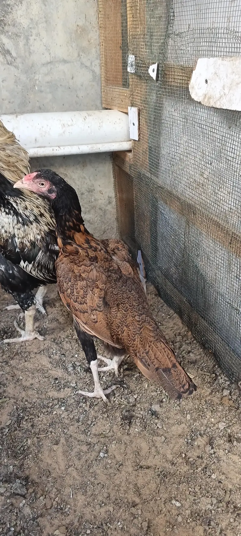 Aseel hen & hoster birds available! — photo 5