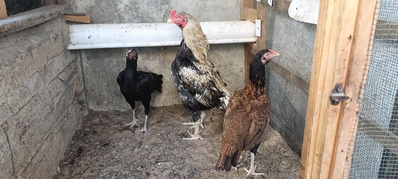 Aseel hen & hoster birds available! — photo 6