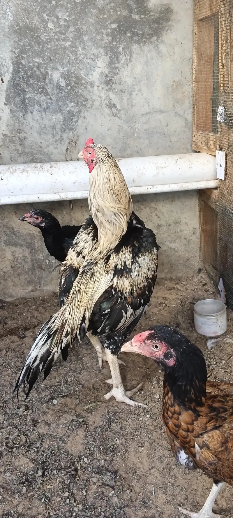 Aseel hen & hoster birds available! — photo 7