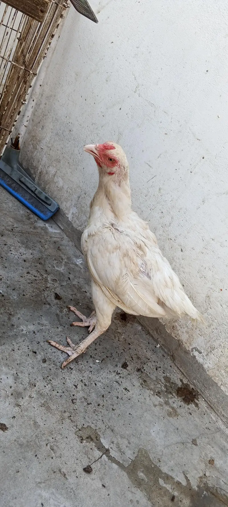 Aseel hen & hoster birds available! — photo 8