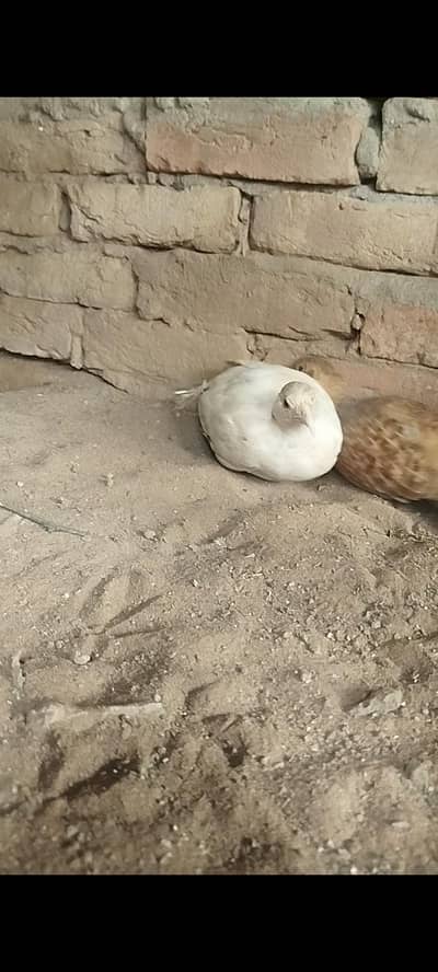 Irani White Male and Irani female breeder pair ready to breed
