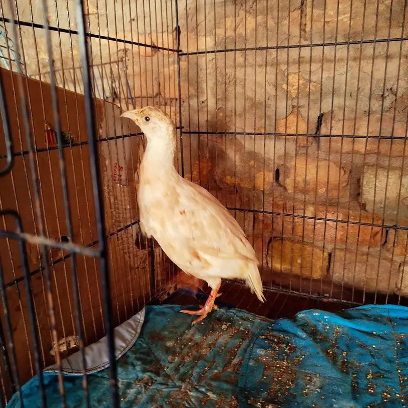 Irani White Male and Irani female breeder pair ready to breed — photo 3