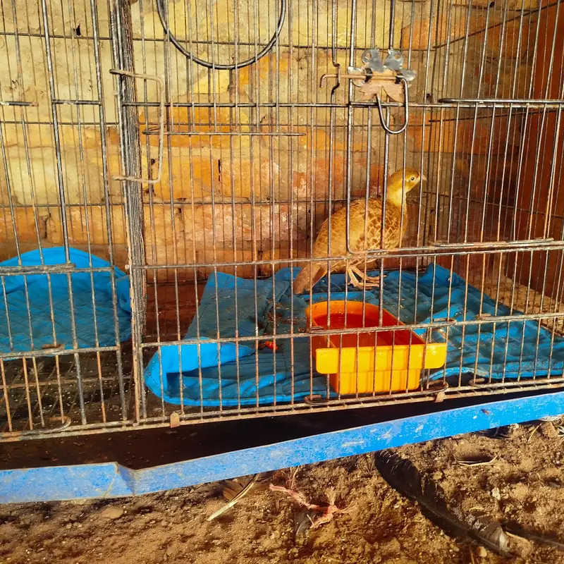 Irani White Male and Irani female breeder pair ready to breed — photo 4