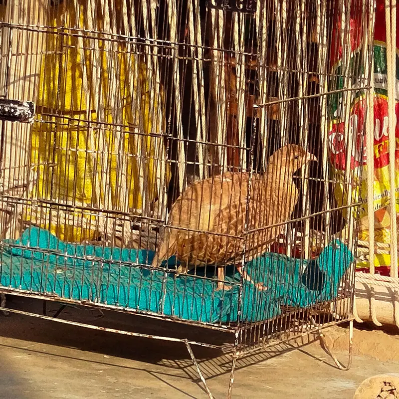 Irani White Male and Irani female breeder pair ready to breed — photo 5