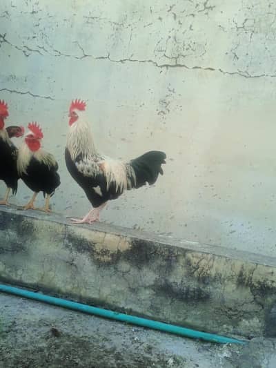 Rooster Murga/ chozay chicks