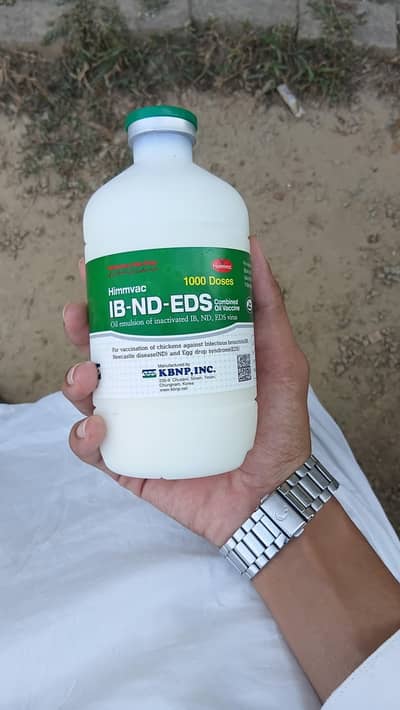 IB ND EDS for layer bird
