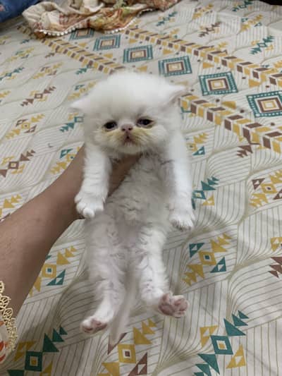 Persion punchface kittens for sale